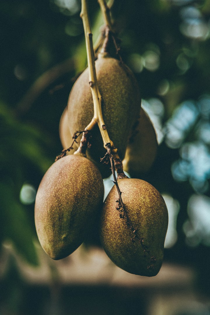 Mangoes